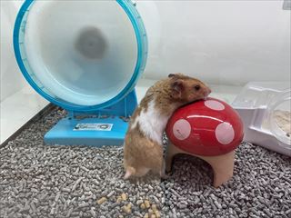 ゴールデンハムスター