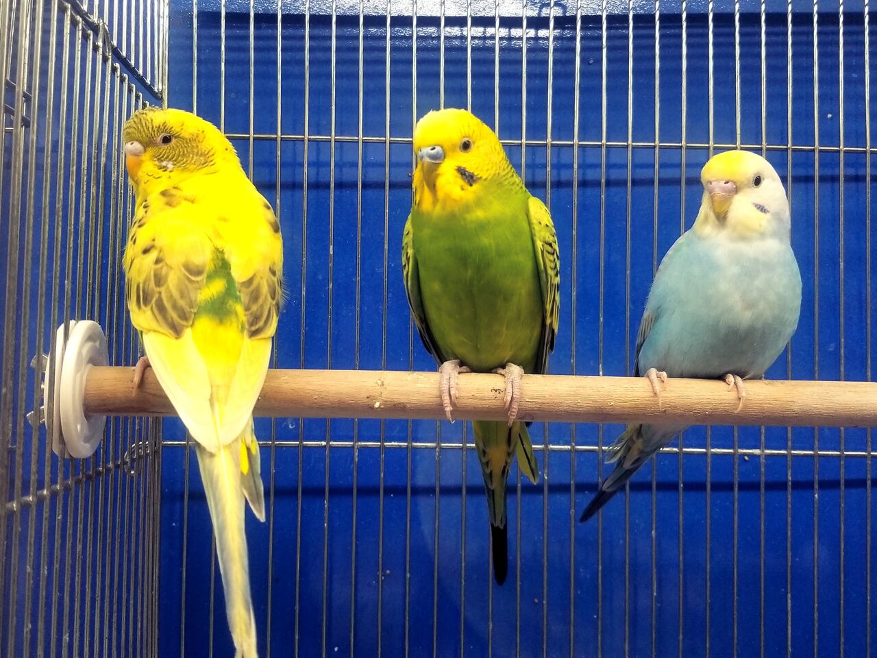 セキセイインコ ジャンボハーフもいるよ 小動物専門店nature S