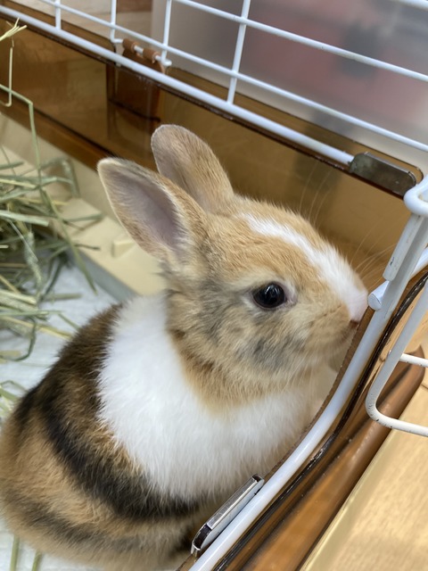うささん