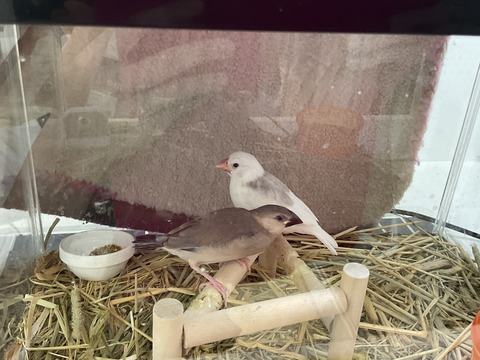 文鳥