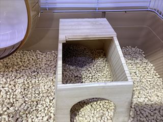 可愛いハリネズミさんが来ました！