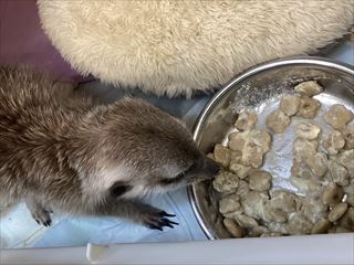 ミーアキャットちゃん(=^・^=)