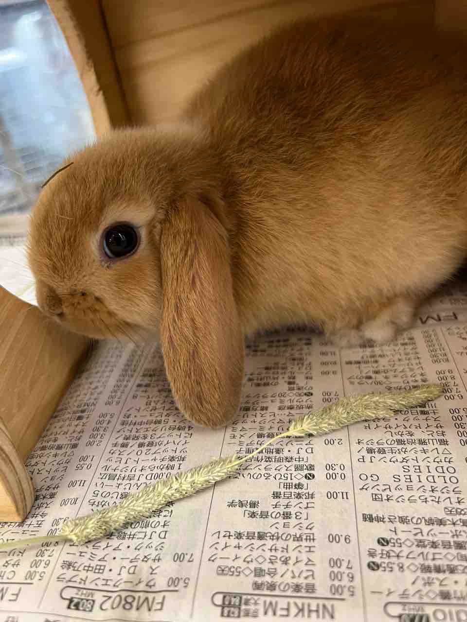 ロップイヤー 小動物専門店nature S ロップイヤー 小動物専門店nature S