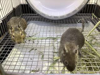 すばしっこい子達です。