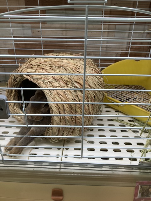 あしピーン