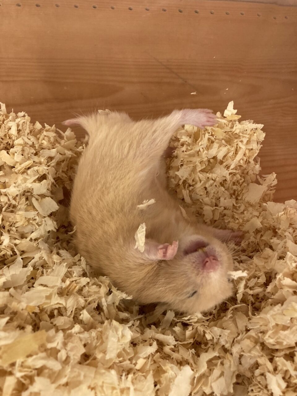 キンクマ 小動物専門店nature S