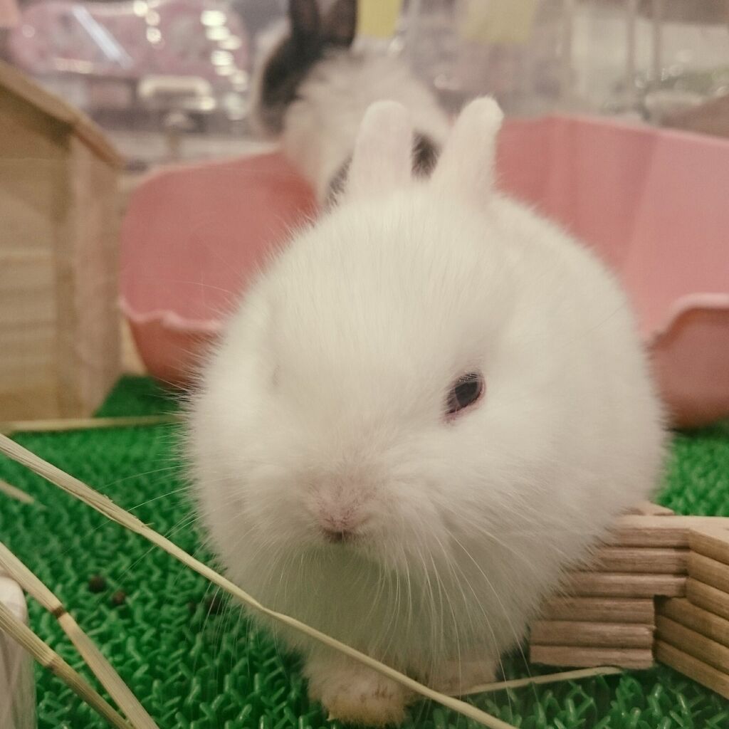 ニューフェイス うさぎ ハムスター : 小動物専門店NATURE'S