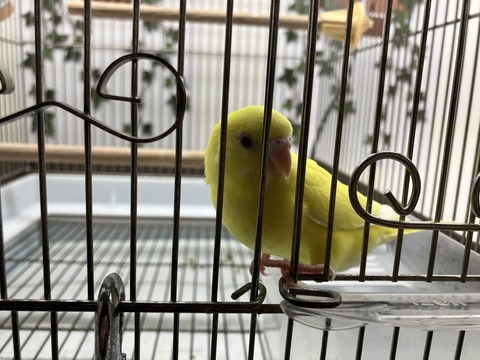 セキセイインコ