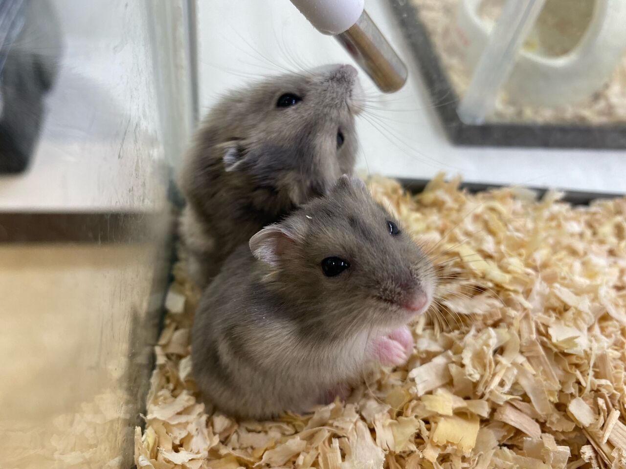 ブルーサファイア 小動物専門店nature S