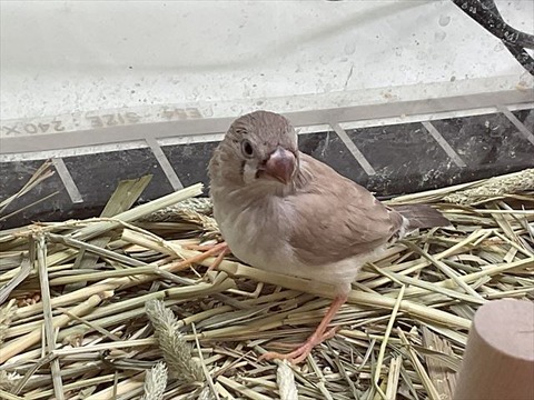 キンカチョウ