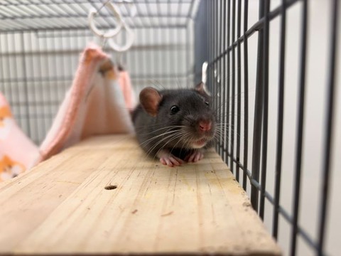 ファンシーラット