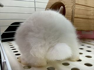 ライオンラビット
