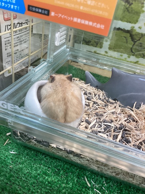 一生懸命ハムちゃん！