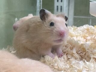 数量限定激安deaf breed ブレスレット image1-list