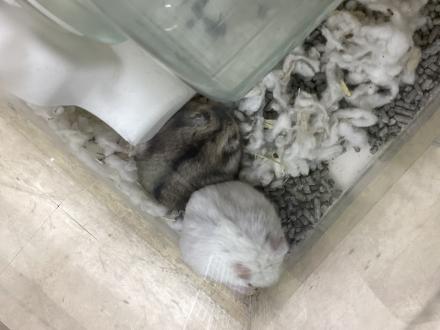 今週の小動物さん