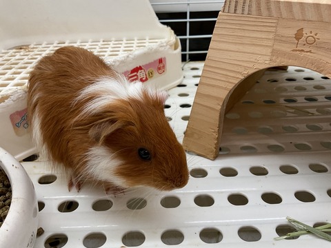 【新入舎】キャラメル色の天使！2月生まれのイングリッシュモルモットが蓮田店にやってきた♪