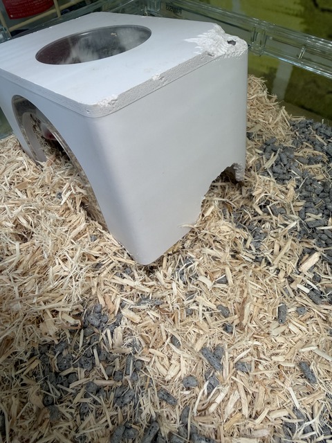 やっと見れたお顔🐹