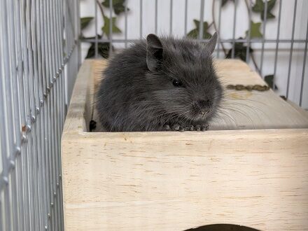 今週の小動物さん！