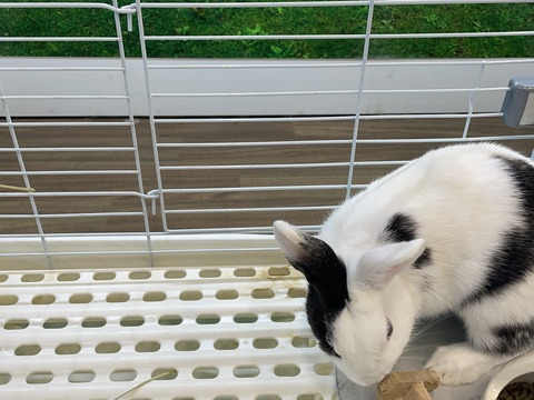 ウサギさん🐇