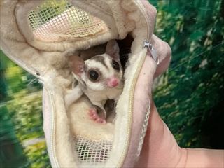 フクロモモンガ