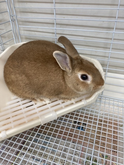 ネザーランドドワーフ（オレンジ） : 小動物専門店NATURE'S