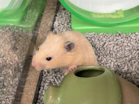 ゴールデンハムスター　キンクマ🐹