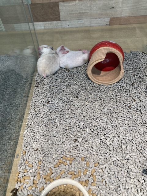 彦根のハムちゃんの寝相事情