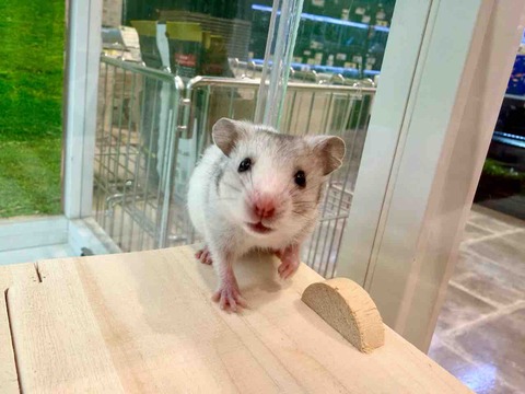 カラーハムスター🐹