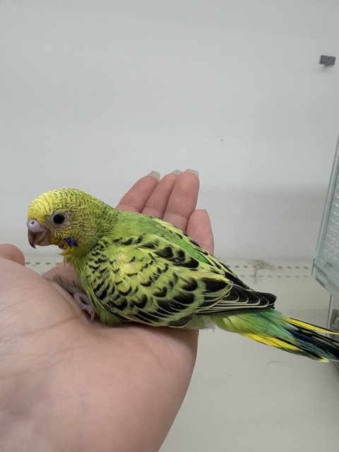 ☆セキセイインコのヒナ達のご紹介☆