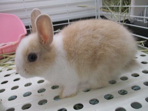 うさぎさん(*'ω'*) : 小動物専門店NATURE'S うさぎさん(*'ω'*) : 小動物専門店NATURE'S