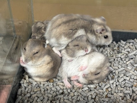 ジャンガリアンハムスター　ブルーサファイア