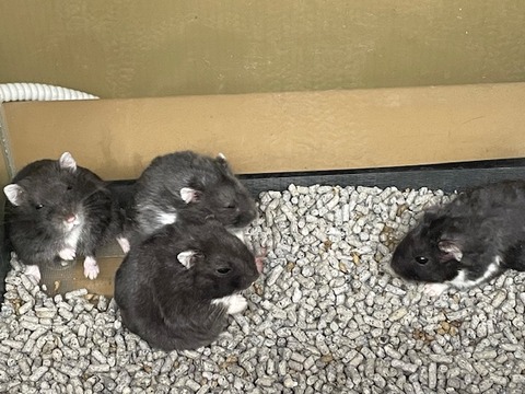 キャンベルハムスター　ブラック