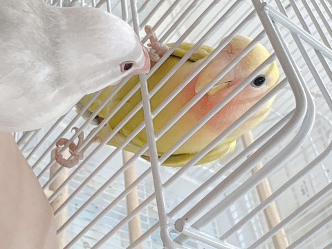 ☆可愛い鳥さん達のご紹介☆