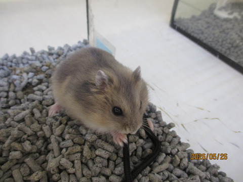 ジャンガリアンハムスター🐹