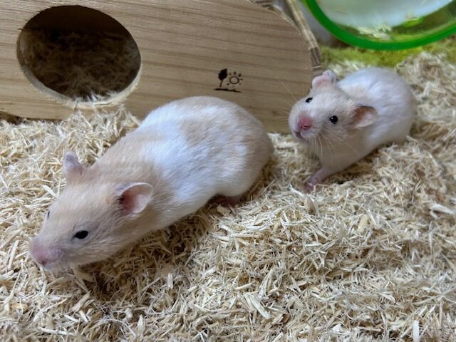 ☆ハムスターさんたちのご紹介☆ : 小動物専門店NATURE'S