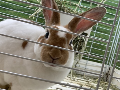 ミニレッキスラビット
