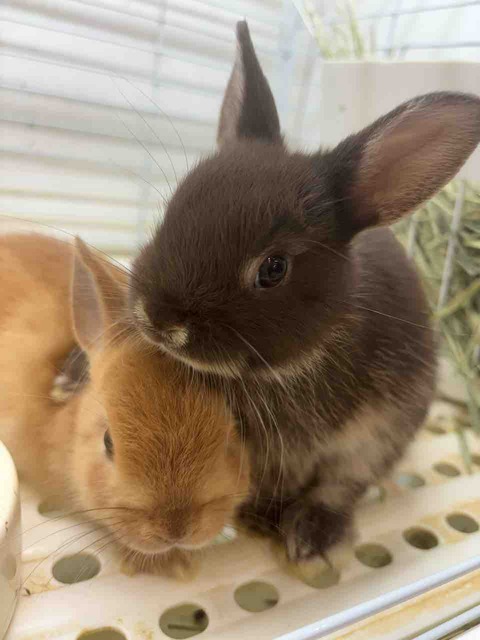 ネザーランドドワーフ🐰