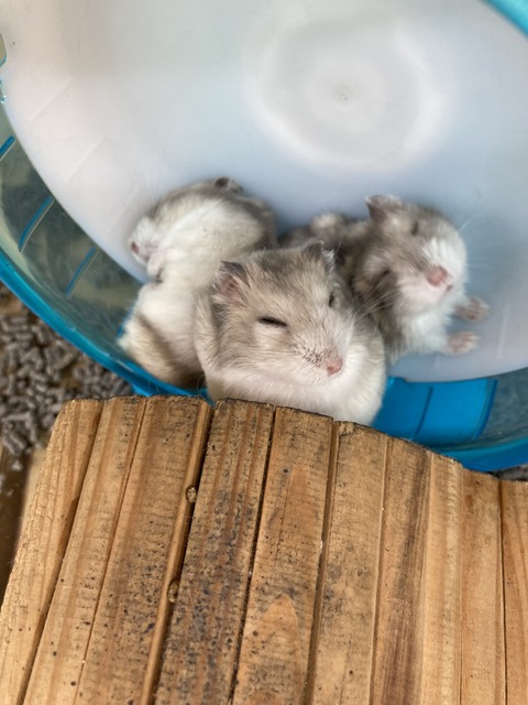 おひるね