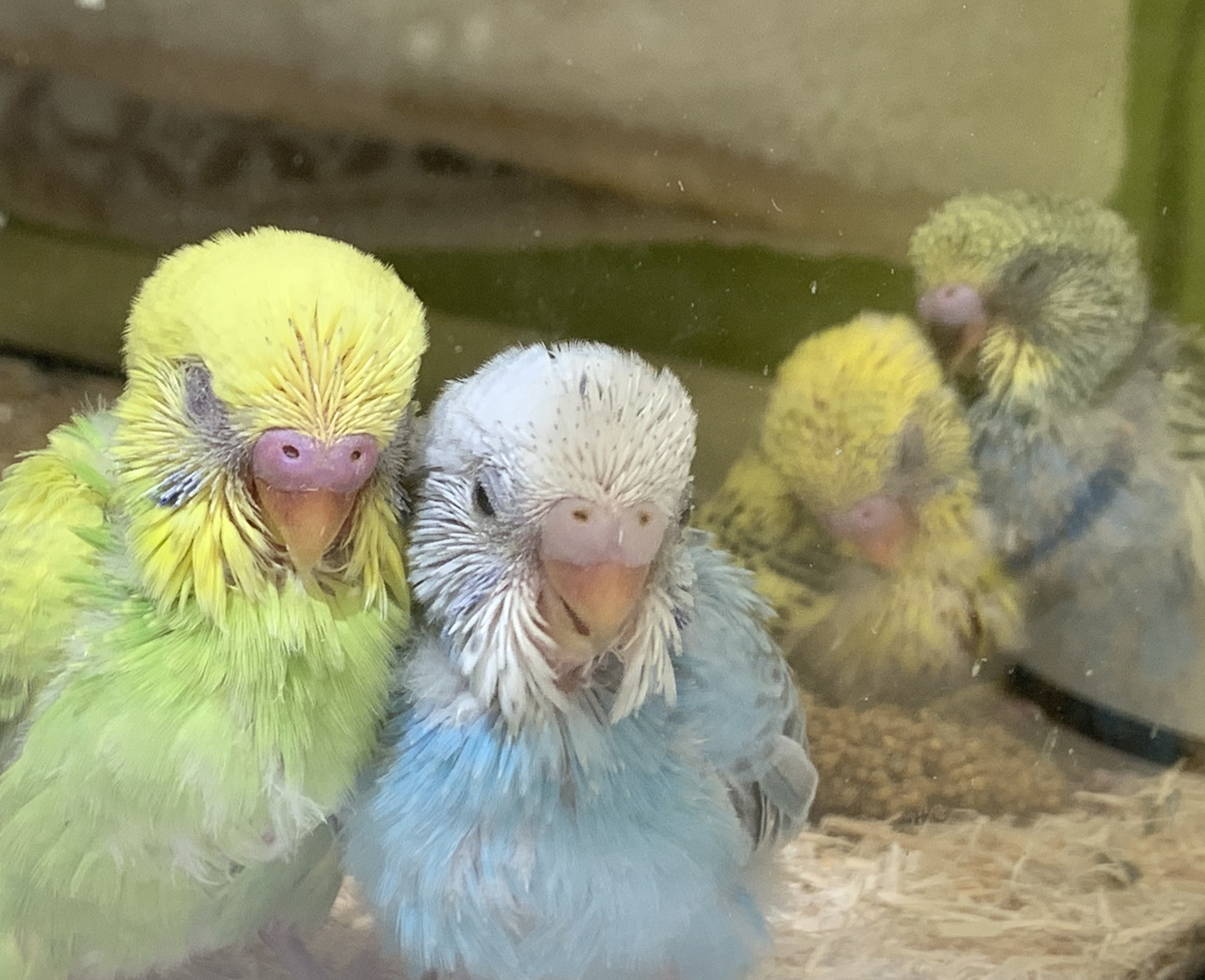 セキセイインコ雛 小動物専門店NATURE'S セキセイインコ雛 小動物専門店NATURE'S