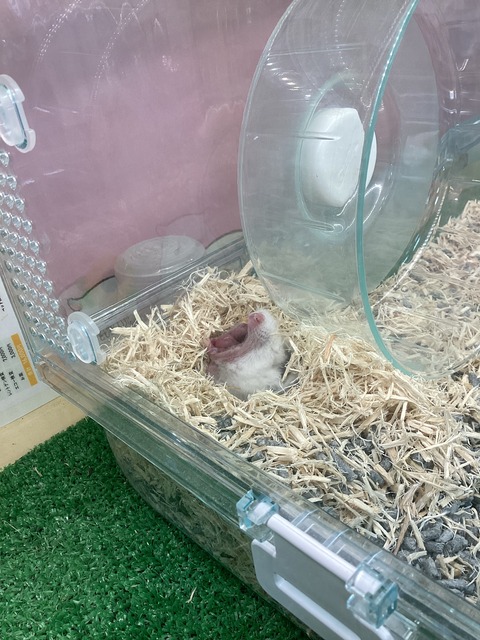 ハムちゃんのお昼寝タイム