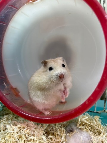 ハムスターさん専用　参考写真 ハムスターHamster】2年半に亘って探究・改造してきたケージを