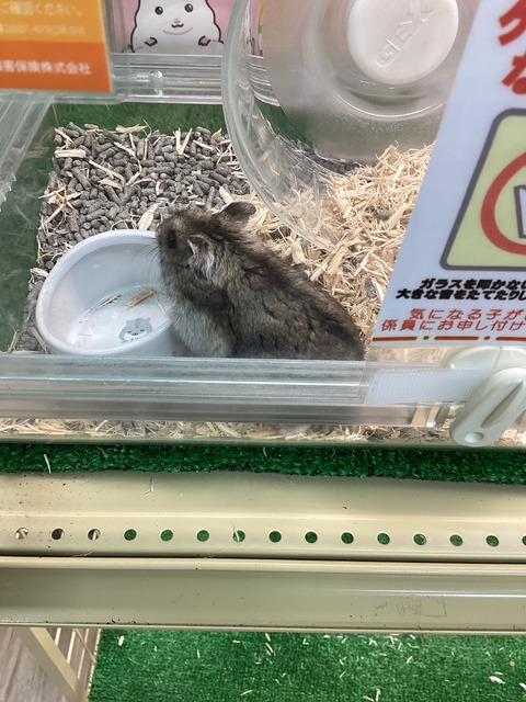 ジャンガリアン君デス