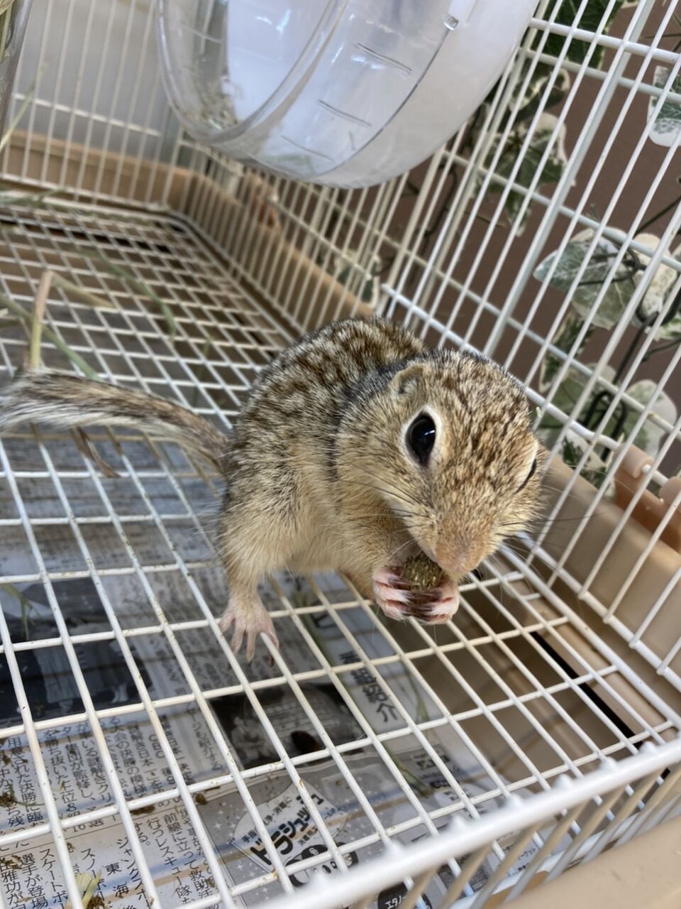 ジュウサンセンジリス 小動物専門店nature S