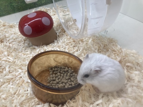 ジャンガリアンハムスター　パール