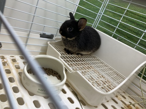 ネザーランドドワーフ