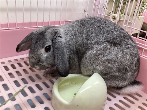 りくのなかまたち」ロップイヤーウサギ ぬいぐるみ（18個入