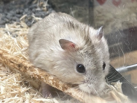 ジャンガリアンハムスター（イエロー）🐹