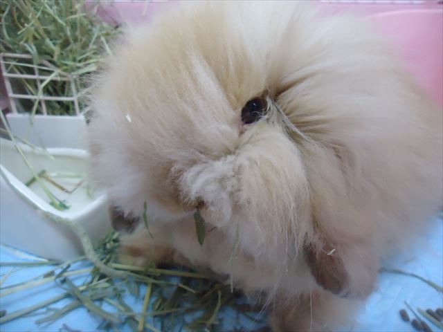 アメリカンファジーロップさん 小動物専門店nature S