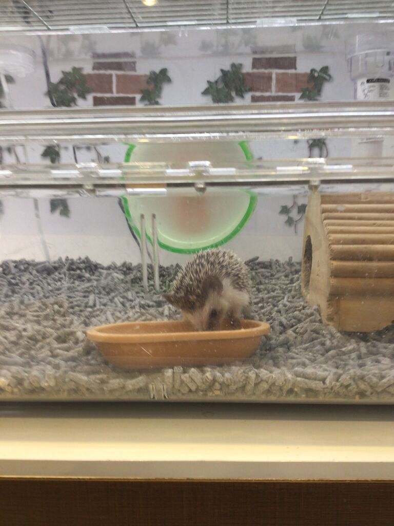 ハリネズミ 小動物専門店nature S