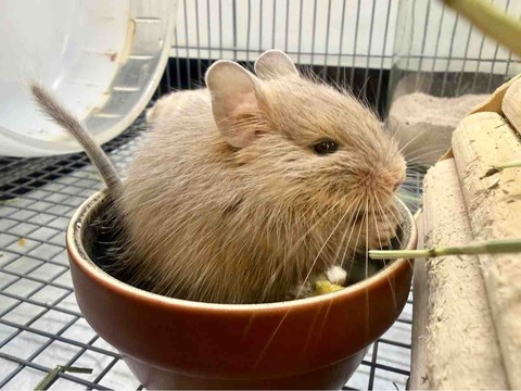 デグー🐭